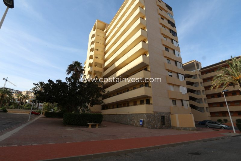 Apartment - Inchiriere - Torrevieja - Torrevieja